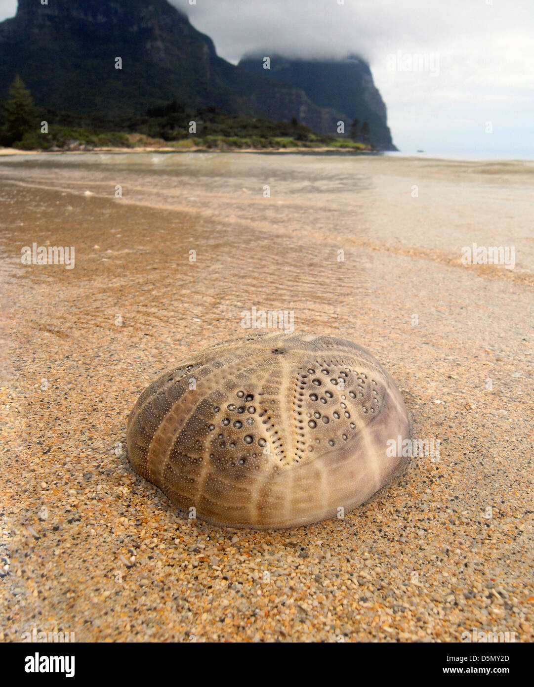 Skeleton of heart urchin (Breynia australasiae) washed up on the shores of the lagoon, Lord Howe Island, Australia Stock Photo