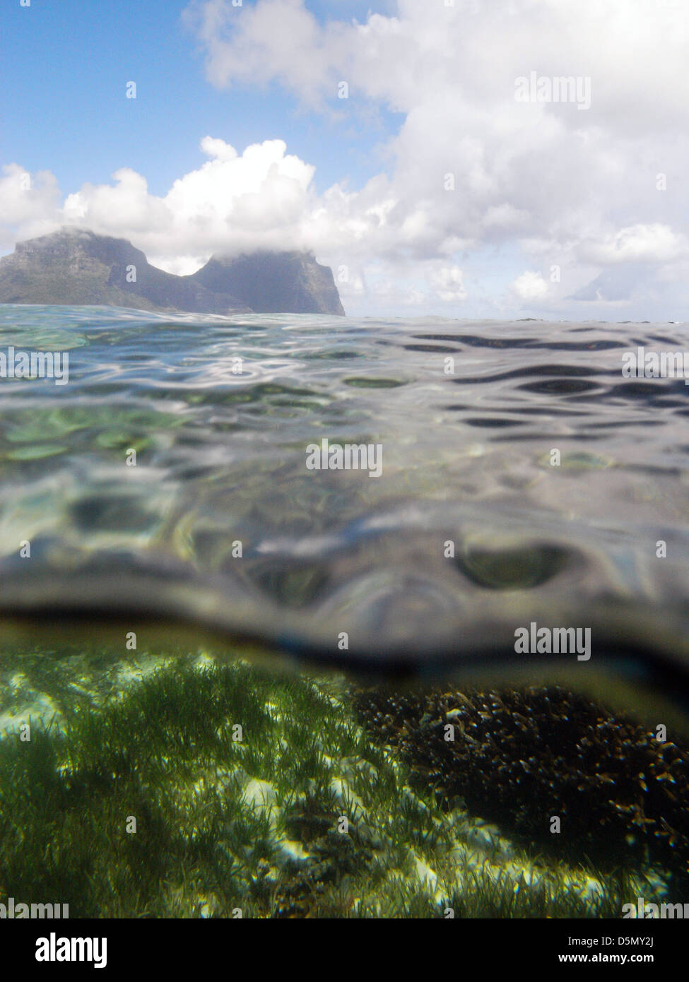 Seagrass meadow and corals (Acropora sp.) in the lagoon in North Bay, Lord Howe Island, Australia Stock Photo