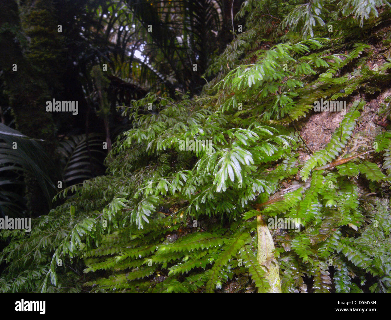 Mosses and ferns in cloud forest on the summit plateau of Mt Gower, Lord Howe Island, Australia Stock Photo