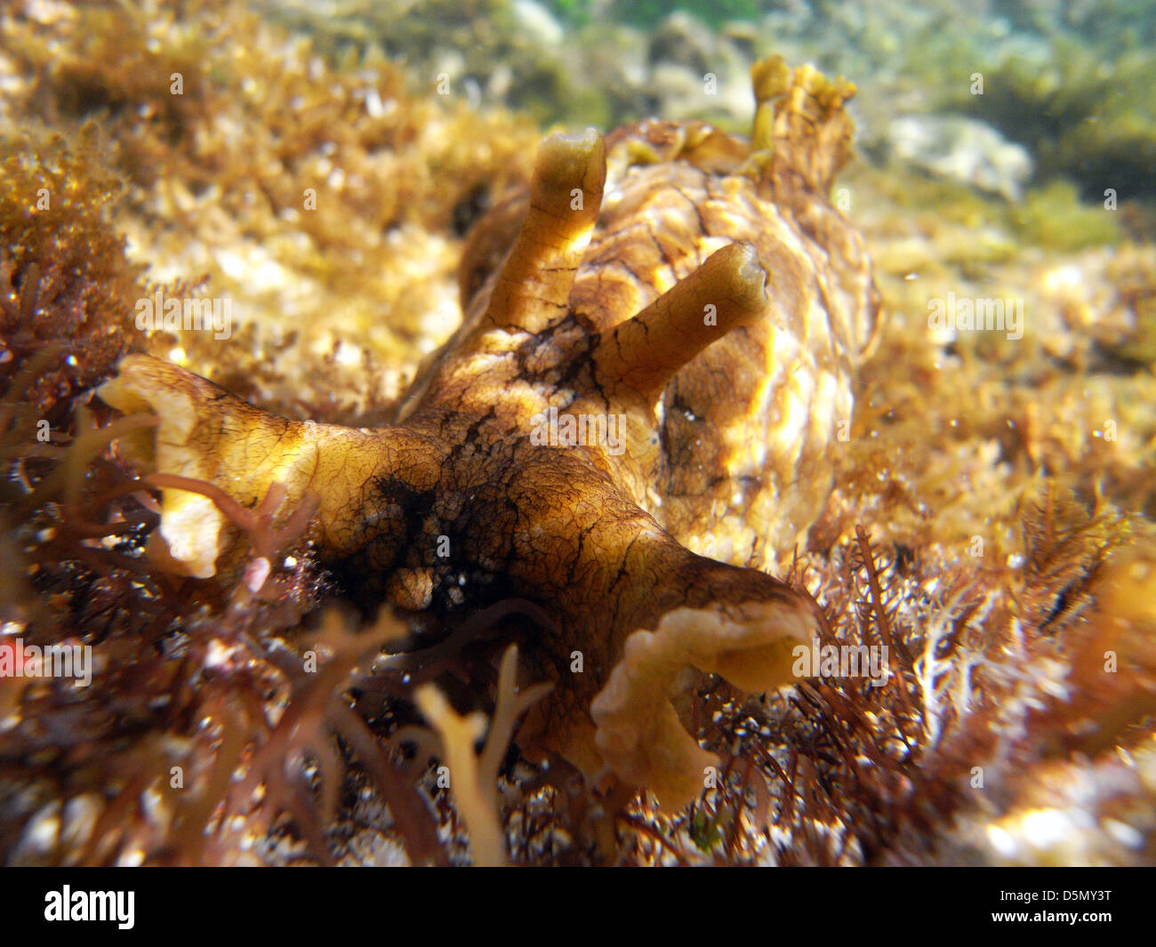 Sea hare (Aplysia sp.) grazing algae off shallow rocky reef at Middle Beach, Lord Howe Island, Australia Stock Photo
