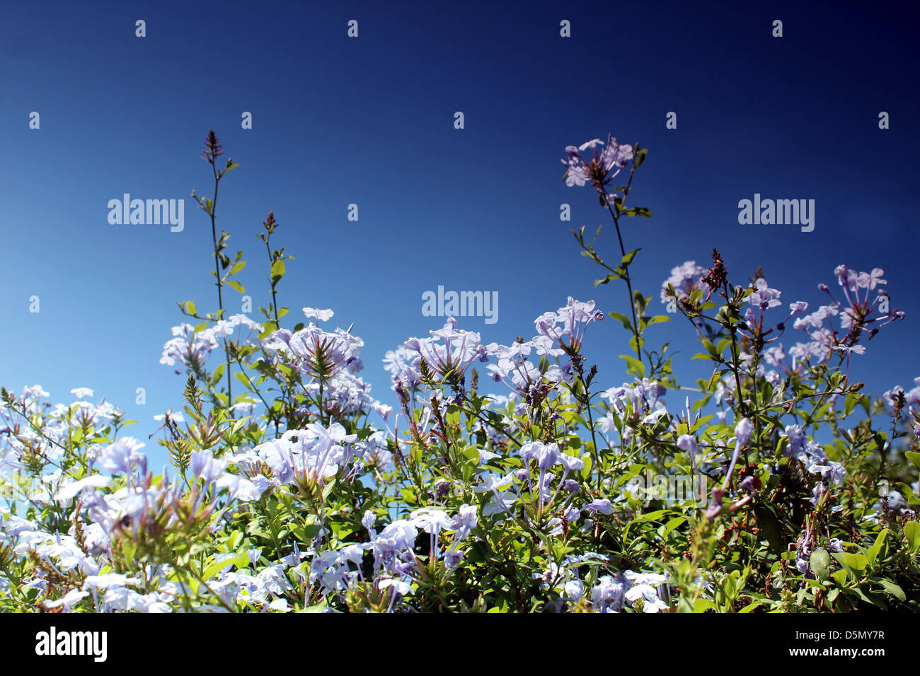 blue flower meadow and blue sky Stock Photo - Alamy