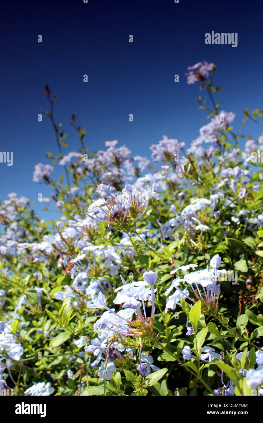 blue flower meadow and blue sky Stock Photo