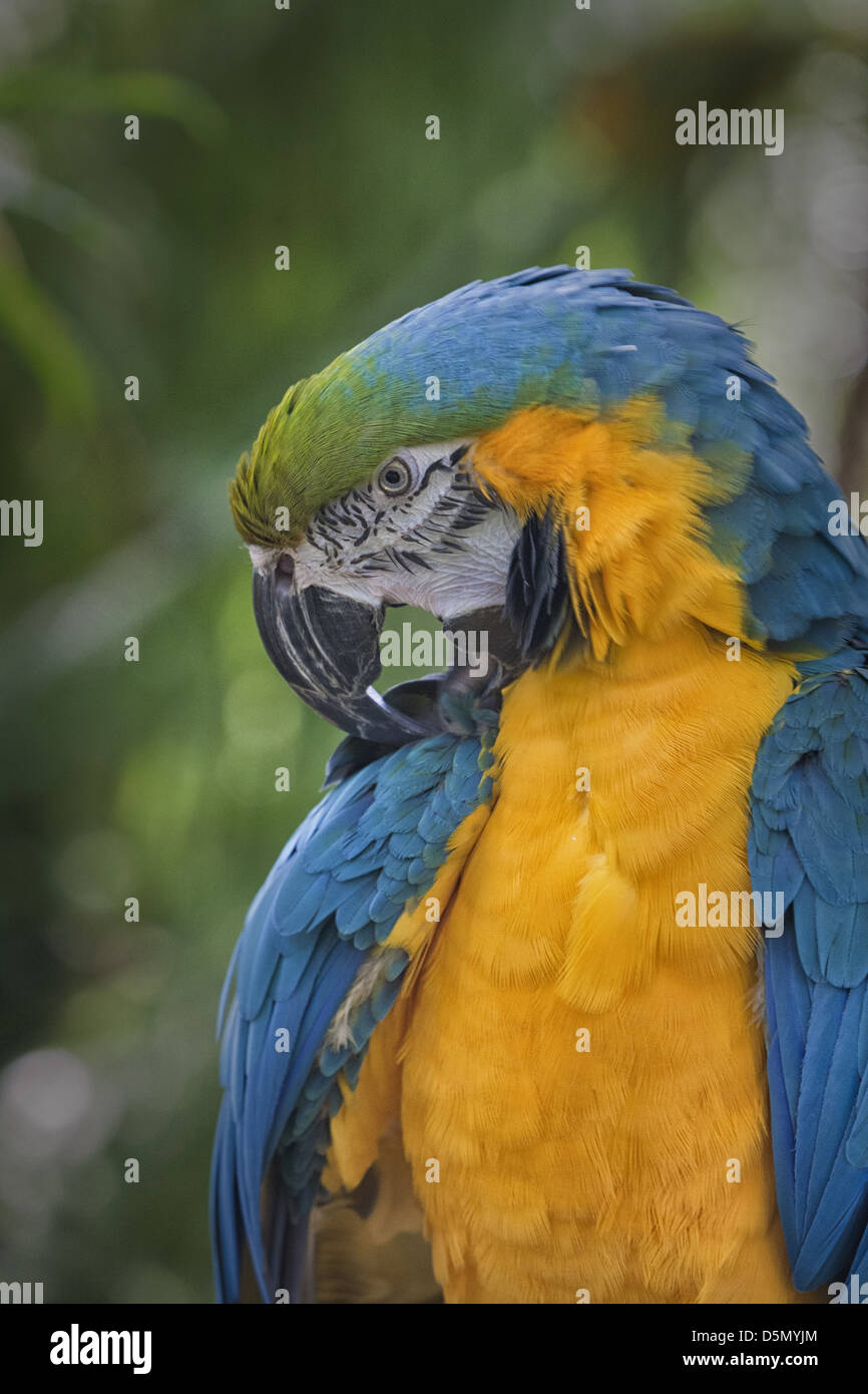 portrait of a blue-and-yellow macaw preening himself Stock Photo