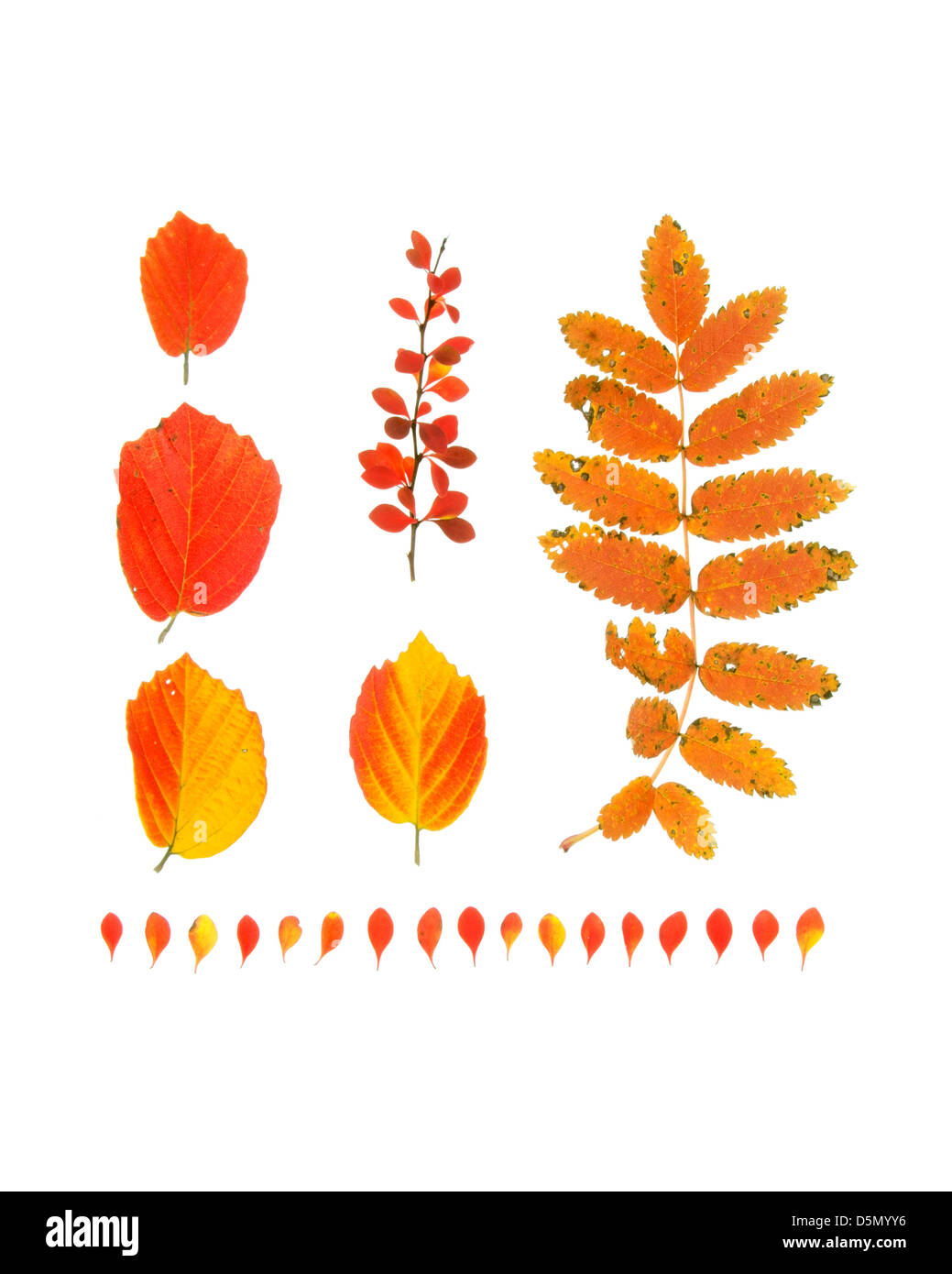 A pattern formed of bright red barberry and fothergilla leaves on a white background (autumn foliage) Stock Photo