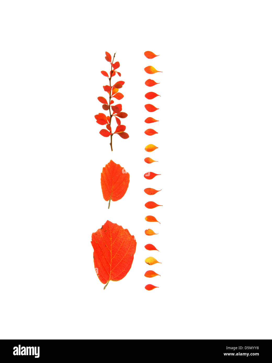 A pattern formed of bright red barberry and fothergilla leaves on a white background (autumn foliage, Bar Harbor, Maine) Stock Photo