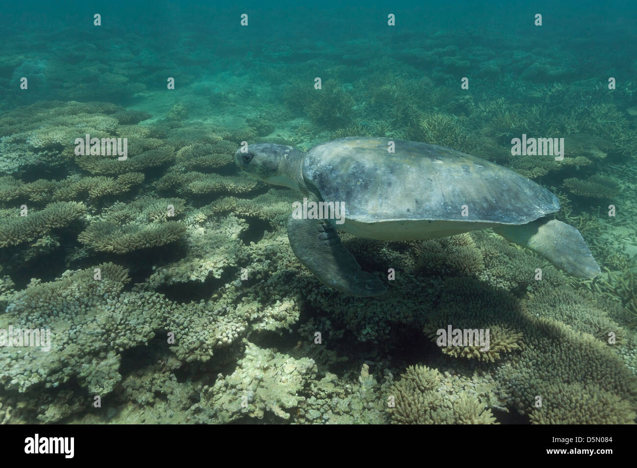 Australian flatback sea turtle ( Natator depressus ), swims over coral reef, Australia Stock Photo