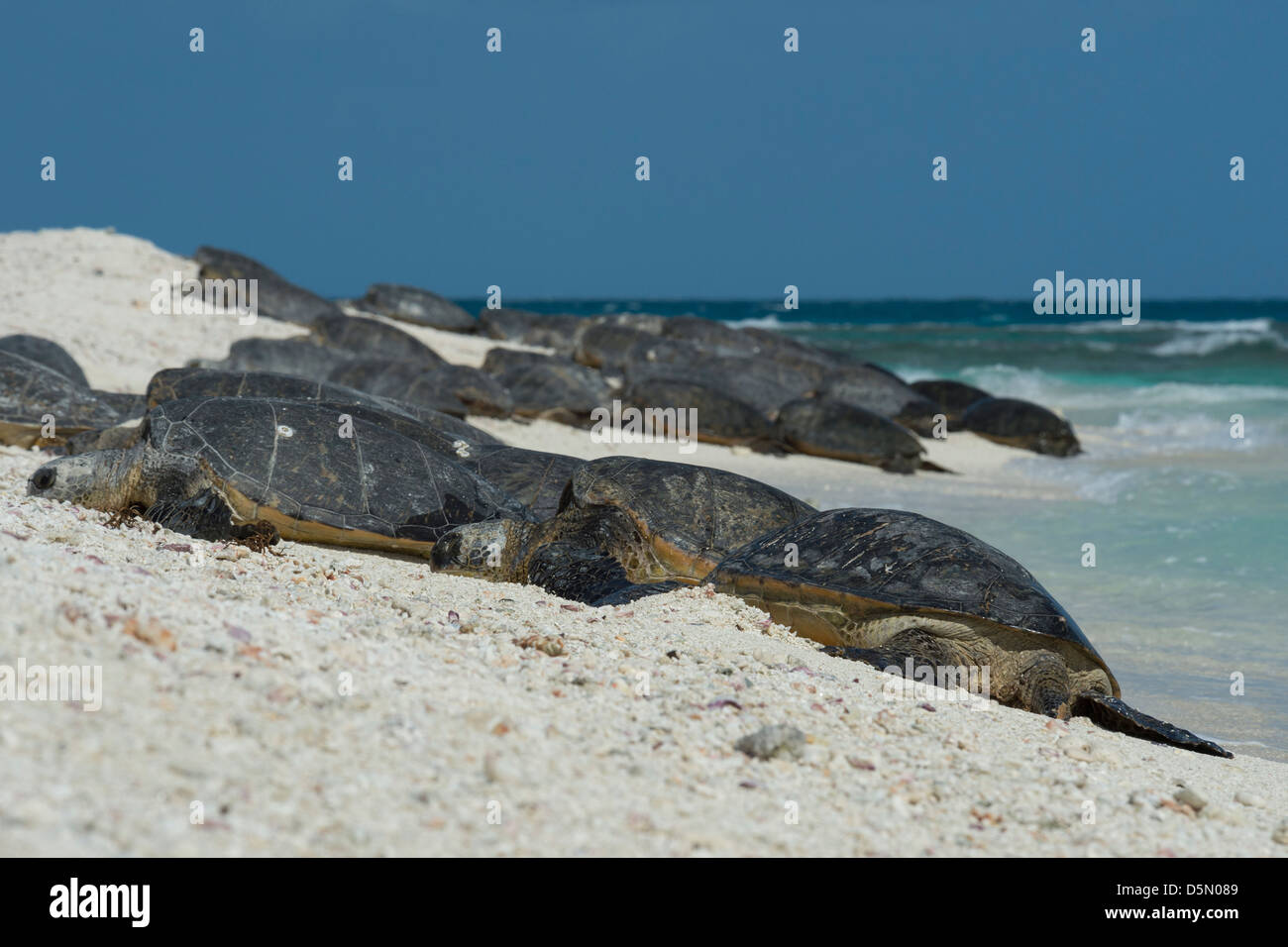 green sea turtles, Chelonia mydas, basking, East Island, French Frigate Shoals, Northwest Hawaiian Islands, United States Stock Photo