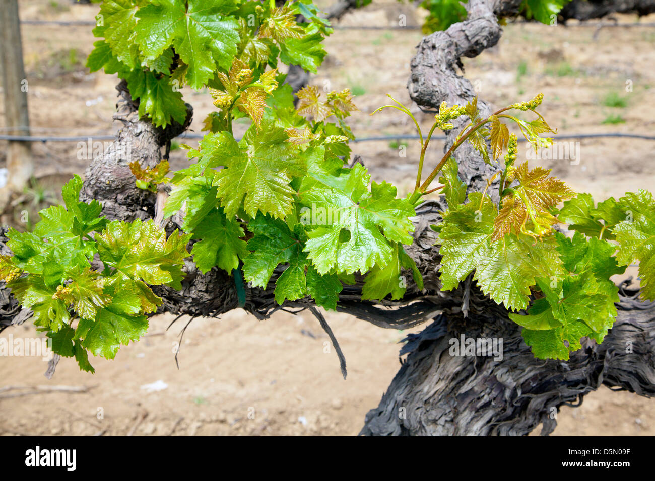 Grapes being grown in California's San Joaquin Valley, 2013 Stock Photo