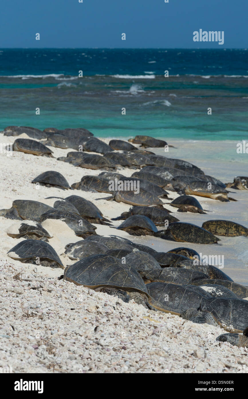 green sea turtles, Chelonia mydas, basking, East Island, French Frigate Shoals, Northwest Hawaiian Islands, United States Stock Photo