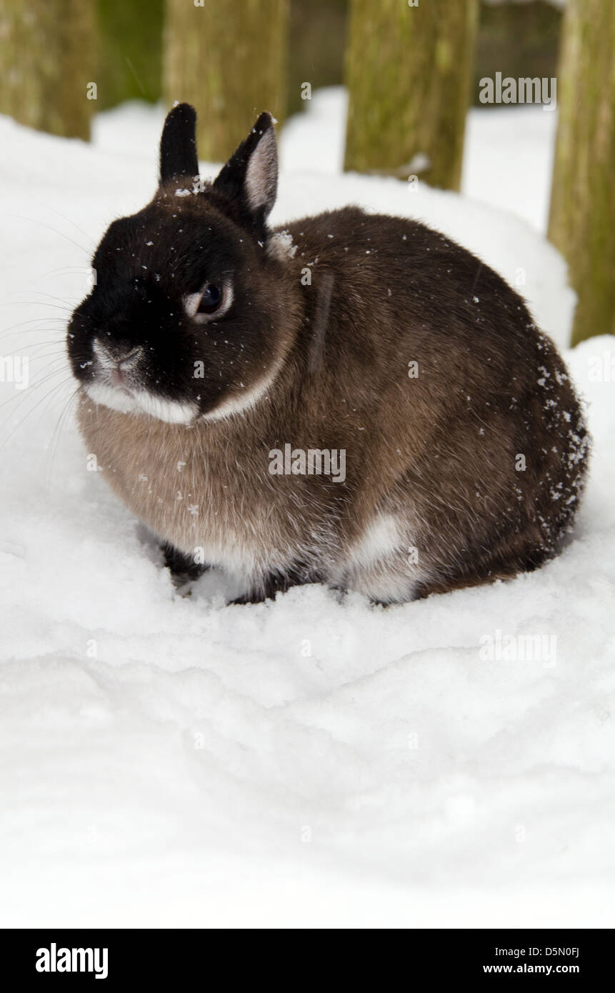 Rabbit in the snow Stock Photo