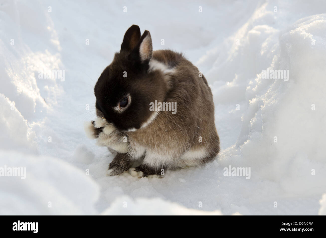 Snow is no excuse for neglecting one's grooming (Netherland Dwarf ...