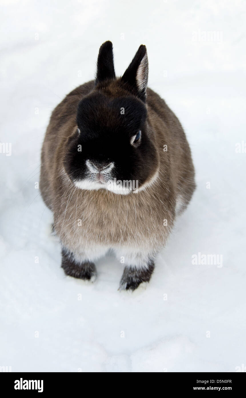 Netherland dwarf bunny playing in the snow Stock Photo