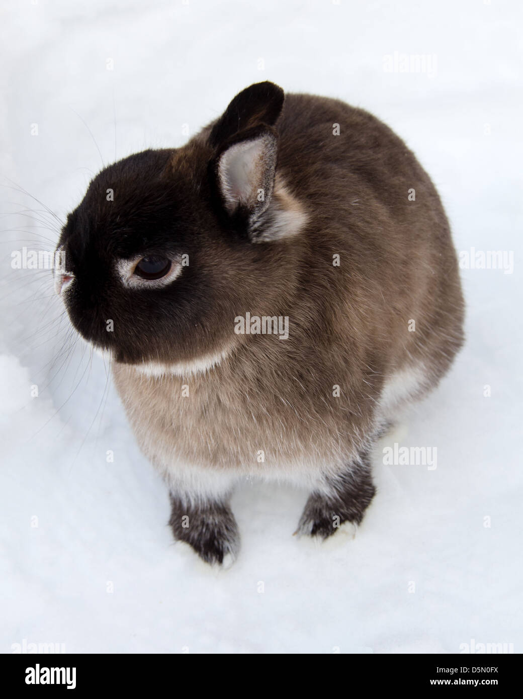 A Netherland Dwarf rabbit in the snow. Stock Photo