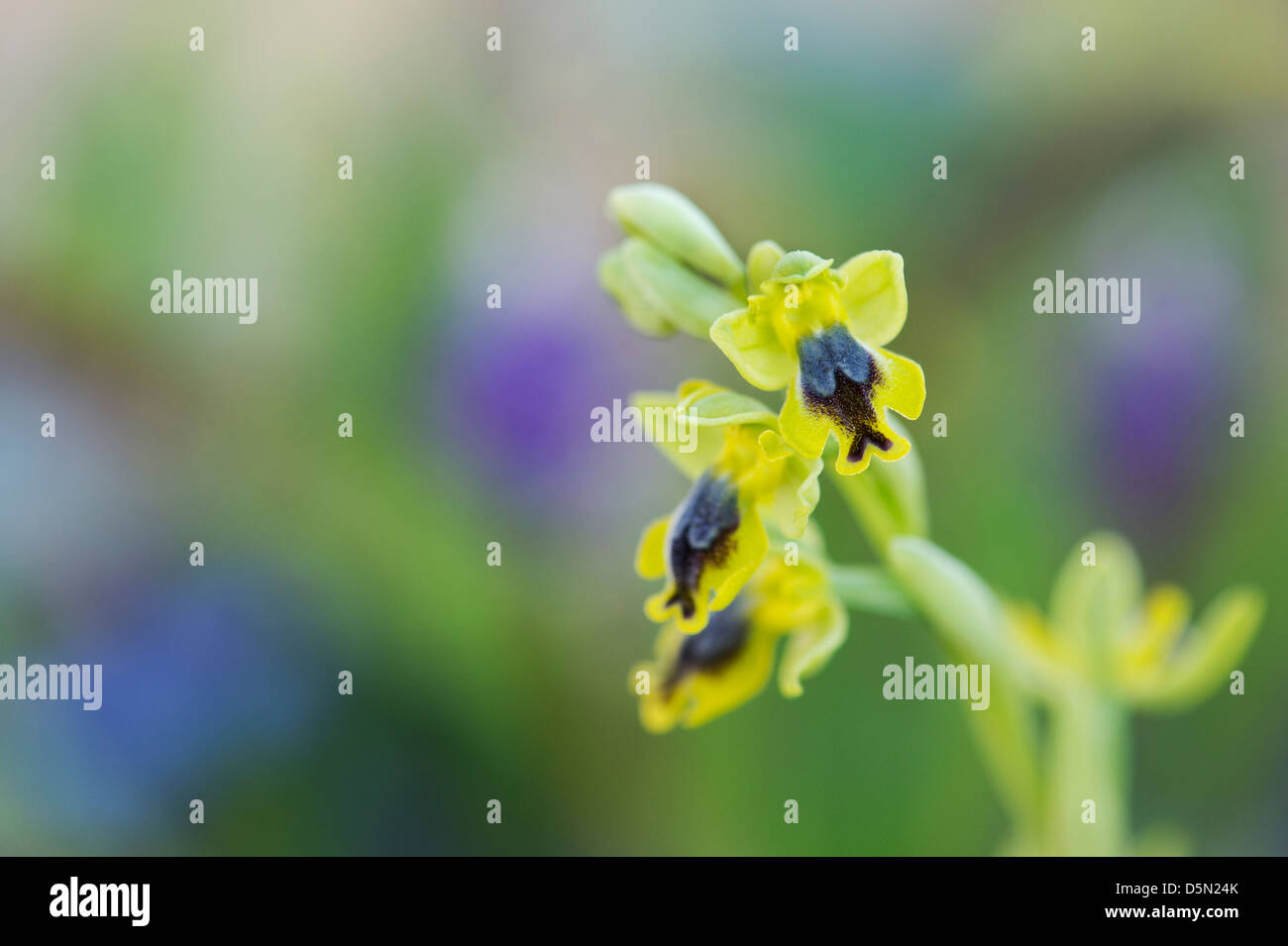 Ophrys Lutea Galilaea. Yellow Ophrys. Yellow European orchid Stock Photo