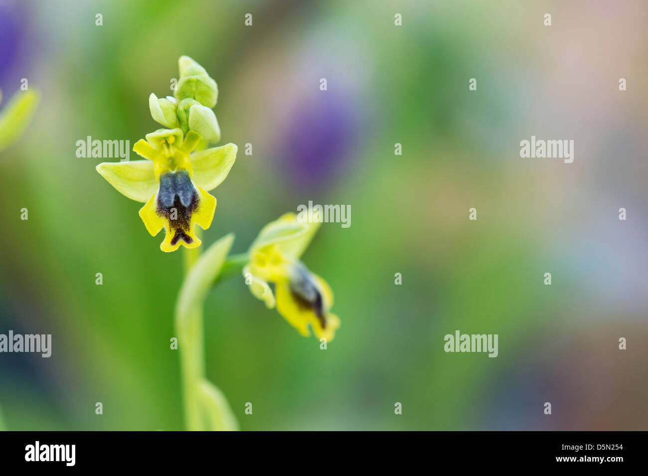 Ophrys Lutea Galilaea. Yellow Ophrys. Yellow European orchid Stock Photo