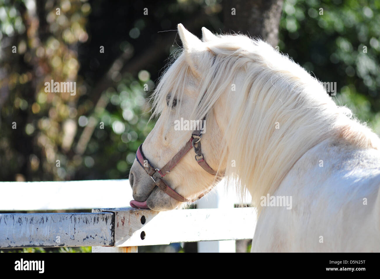 Horse lick hires stock photography and images Alamy