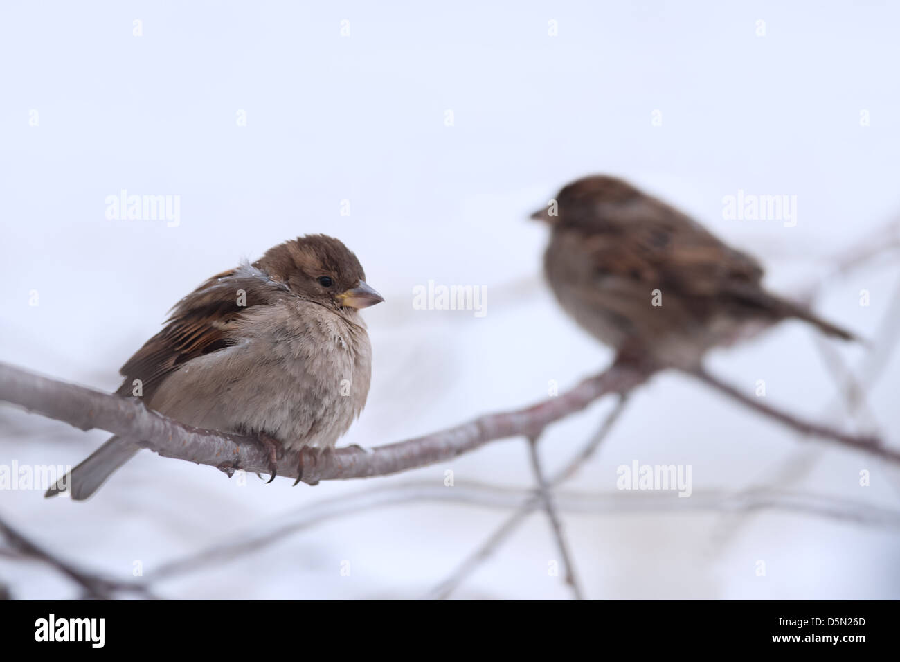 two sparrow on tree close up Stock Photo