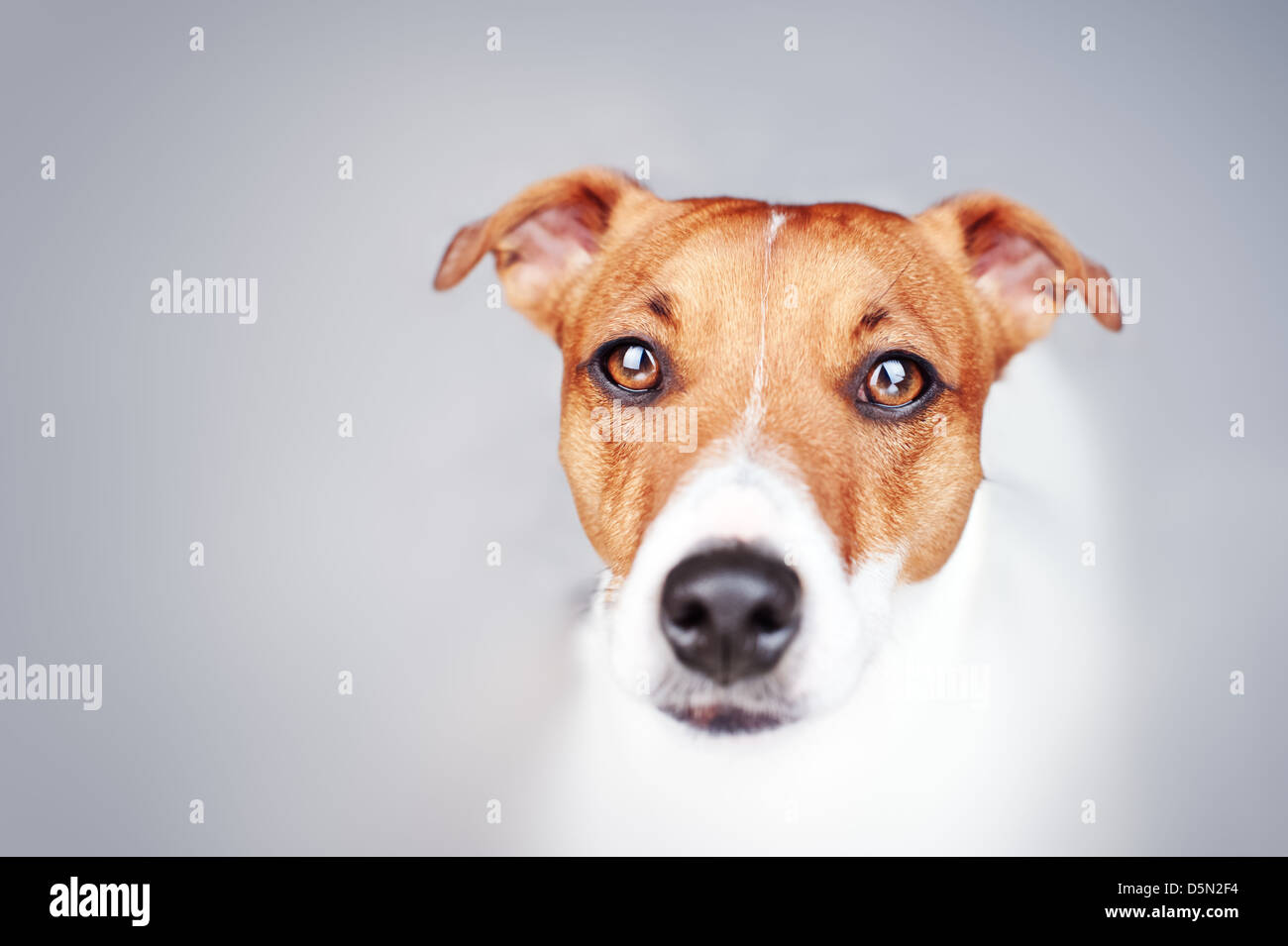 jack russel muzzle close up Stock Photo Alamy