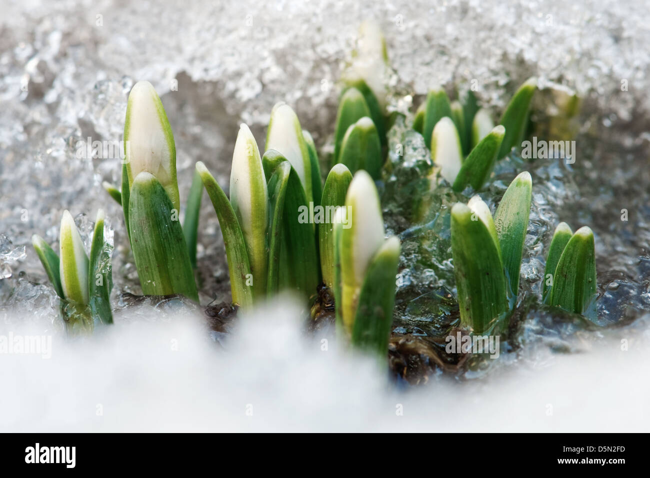 small snowdrop get out from growth Stock Photo