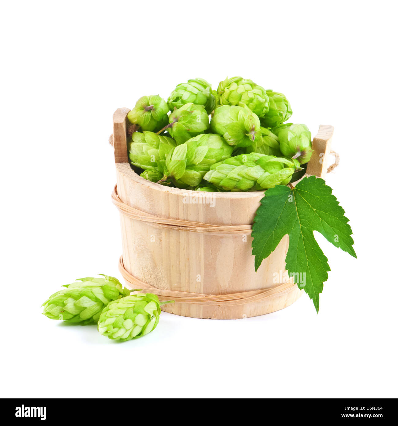 hop in wood barrel isolated Stock Photo