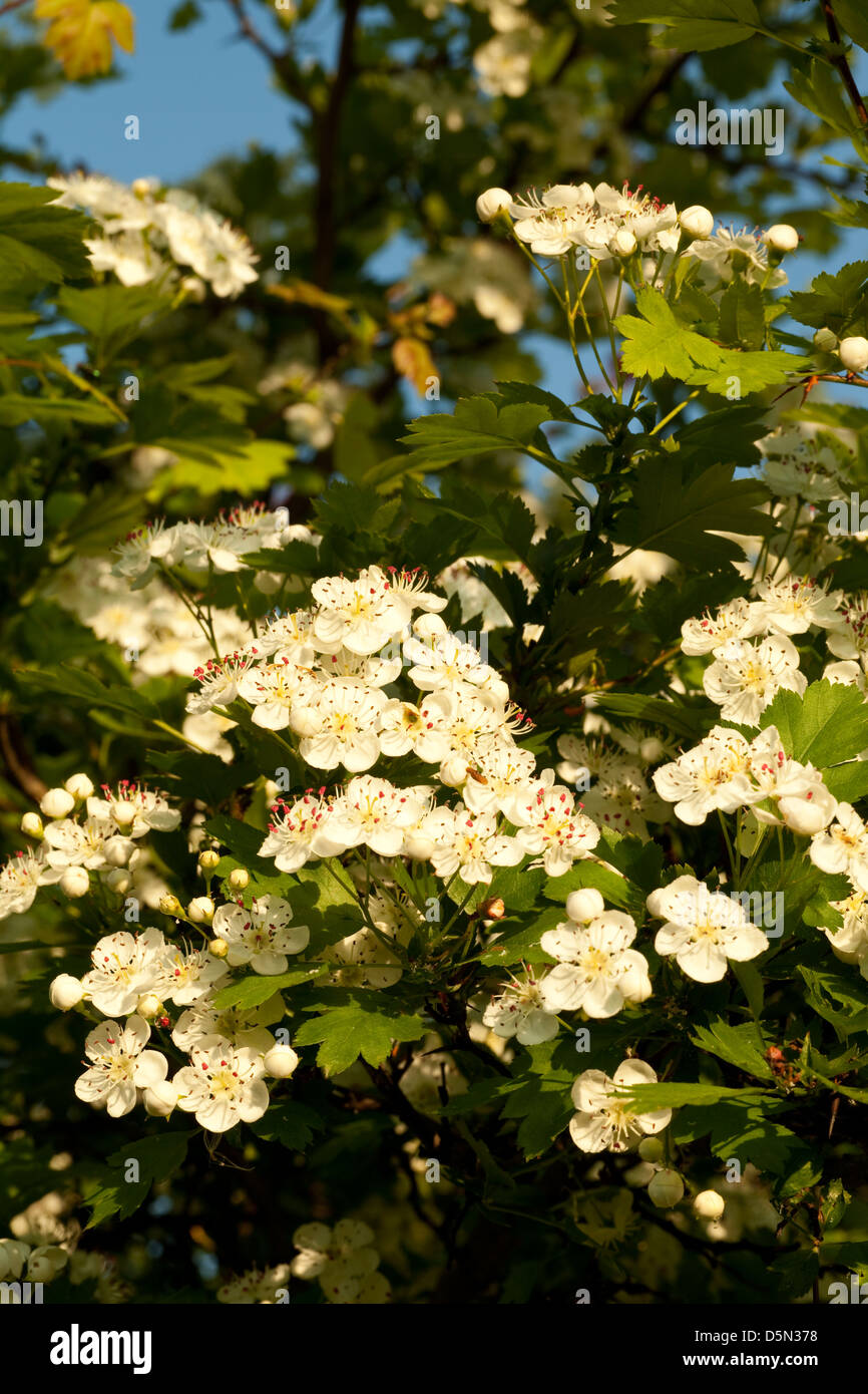 White hawthorn flowers on hi res stock photography and images Alamy