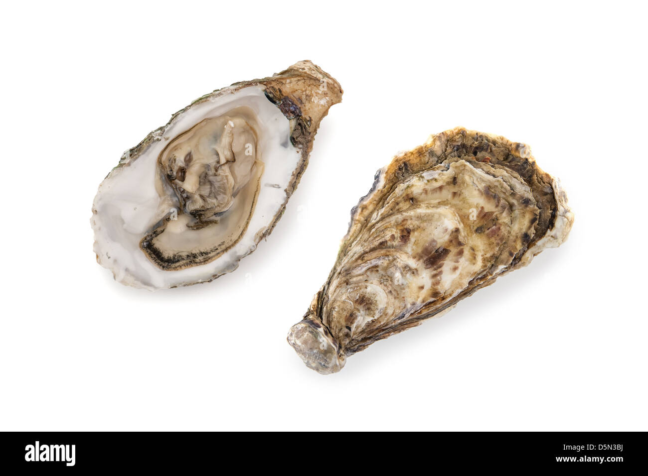 oysters isolated on white background Stock Photo