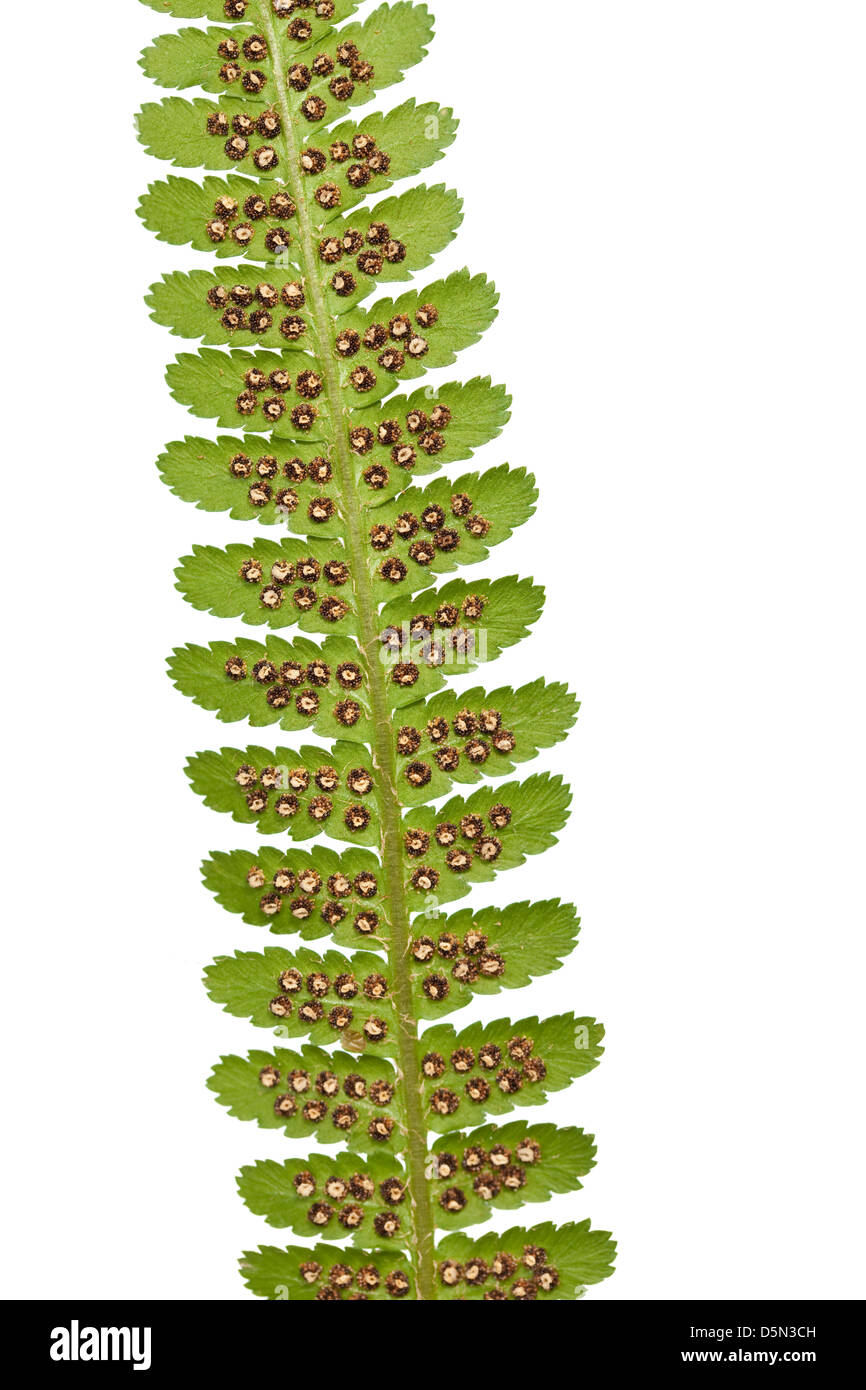 sporangium on leaf fern on white background Stock Photo