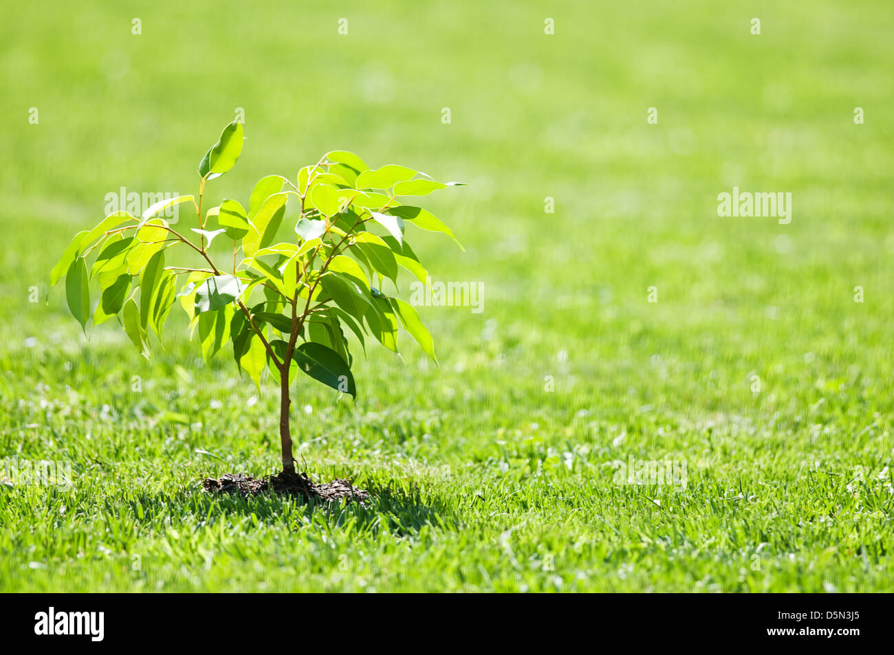 small tree on green lawn Stock Photo