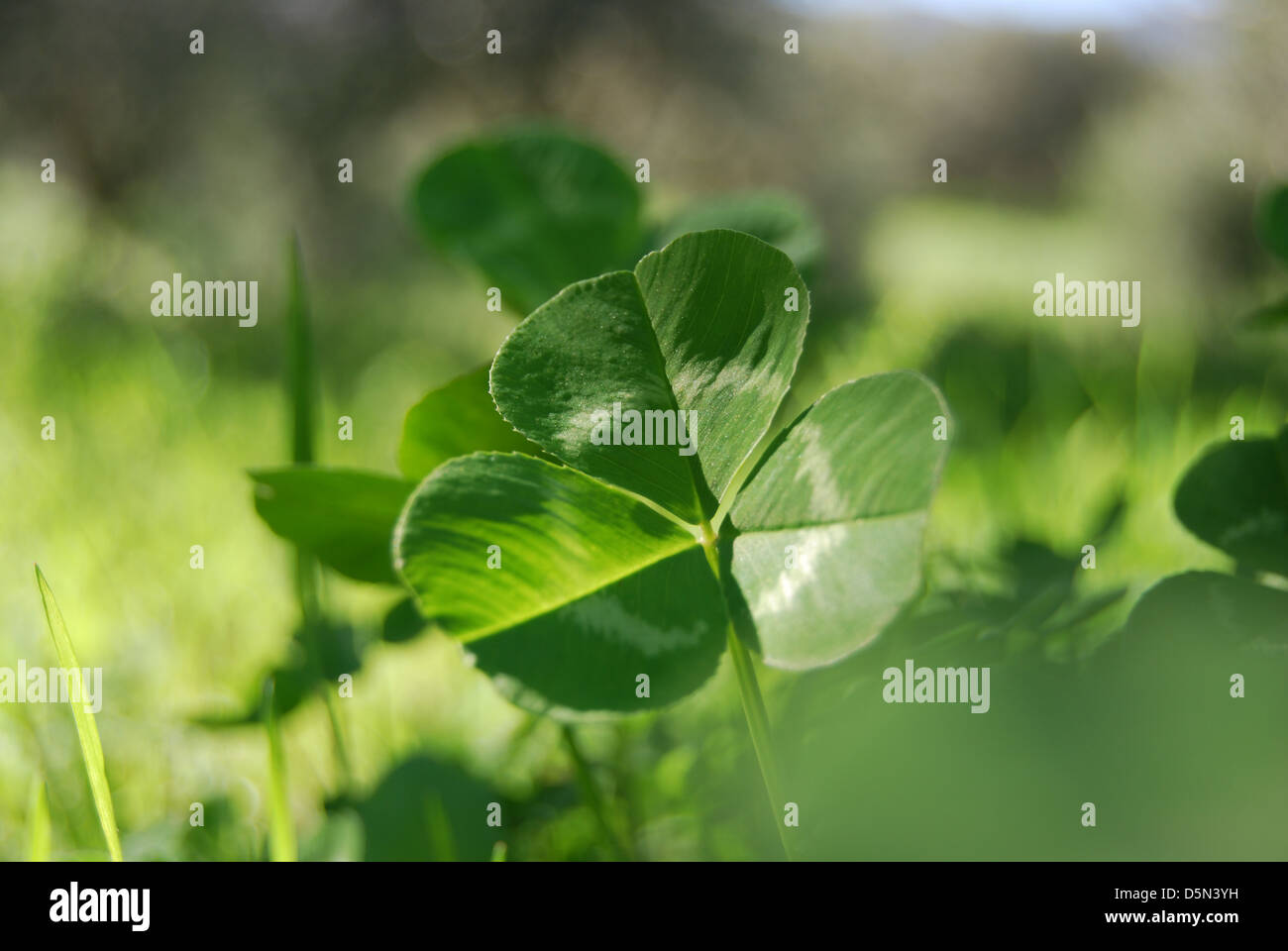 Clover bathed in sunlight flourishing in an olive grove in Greece. Stock Photo