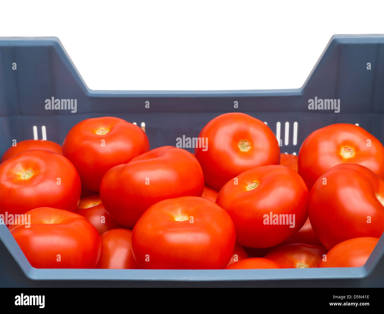 Tomatoes in Container Stock Photo