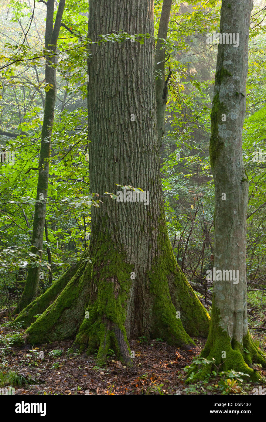 Old English oak (Quercus robur) and hornbeam tree side by side in soft