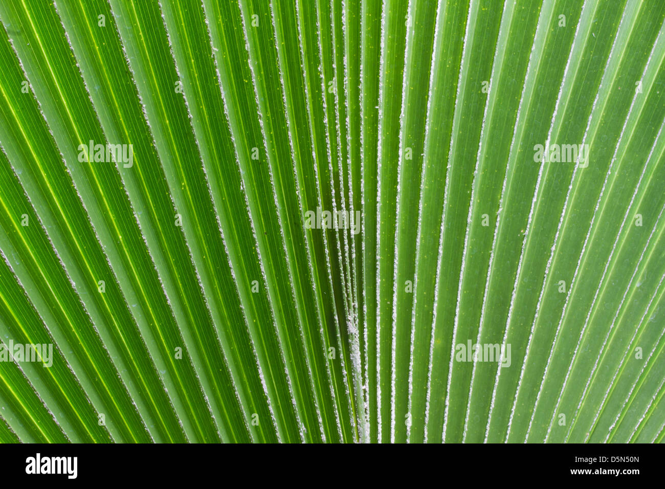 abstract palm leaf background Stock Photo Alamy