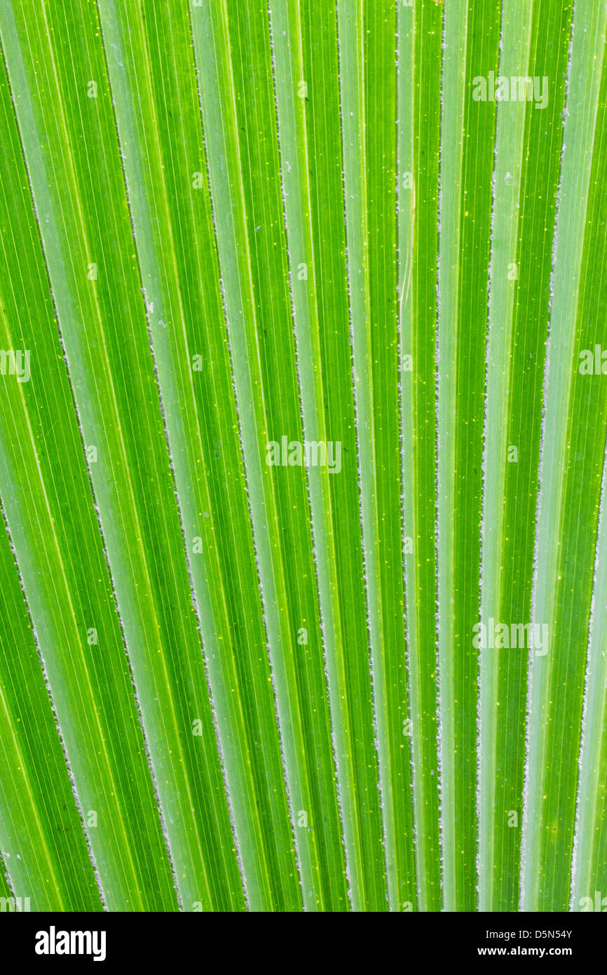 abstract palm leaf background Stock Photo