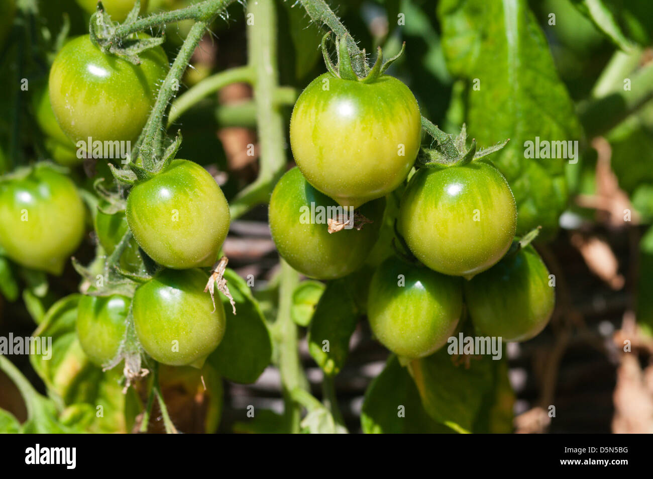 Trailing tomatoes planted in a hanging basket Stock Photo Alamy