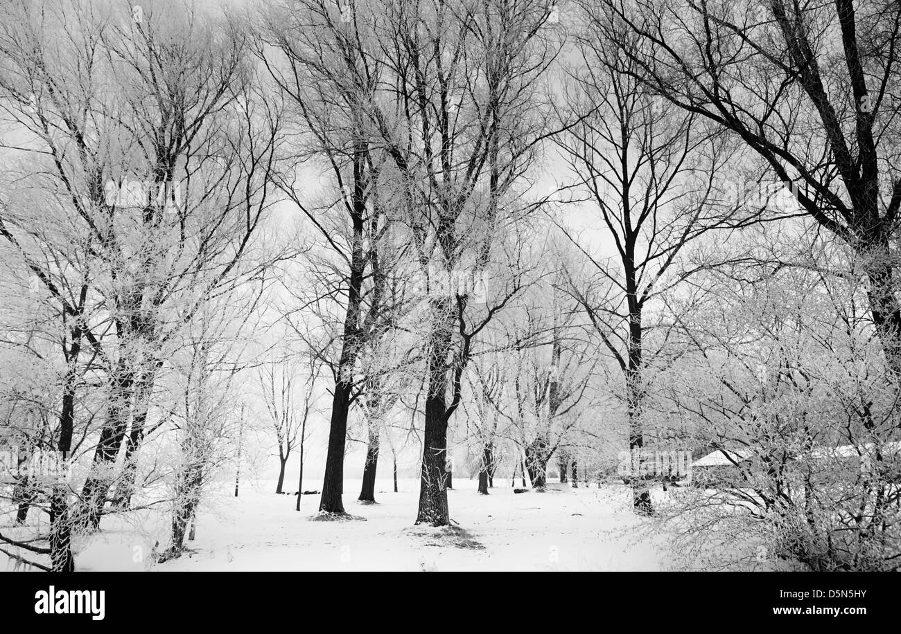 Willow trees in winter in Norfolk, UK Stock Photo