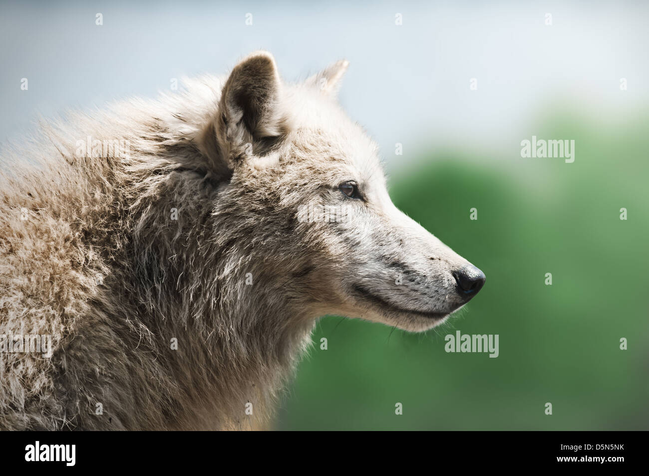 white arctic wolf close up Stock Photo