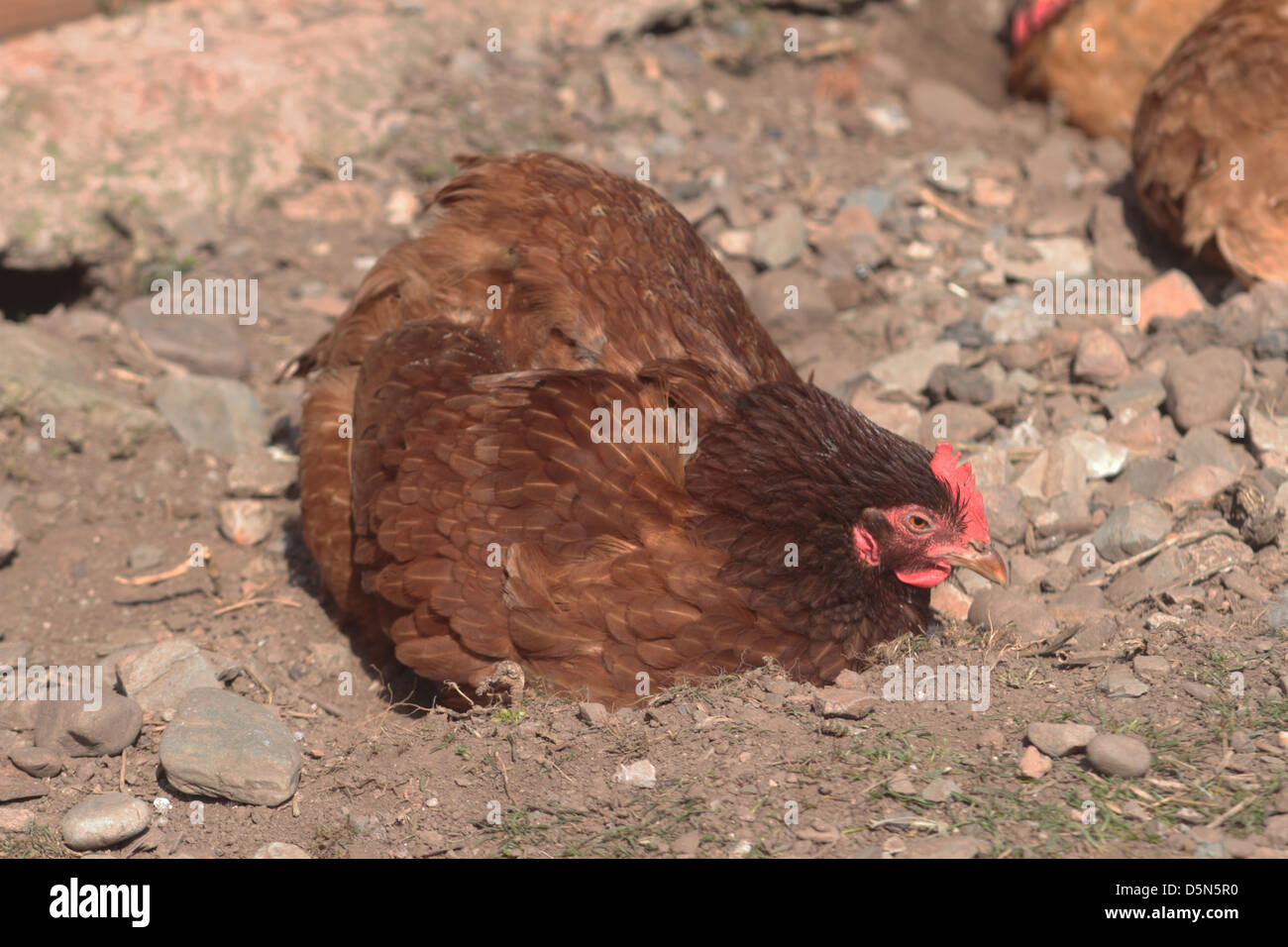 Chicken dust bathing. uk Stock Photo