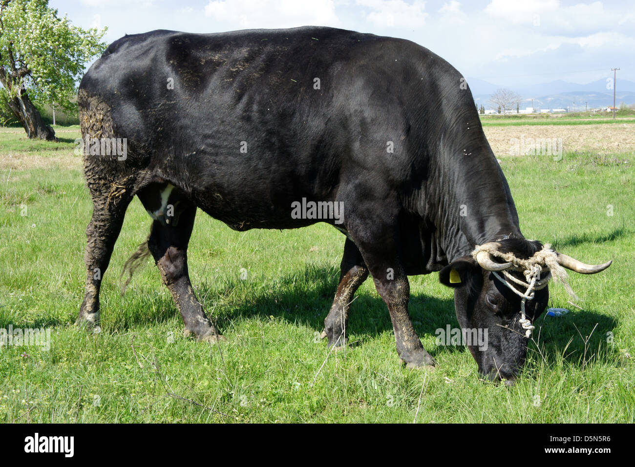 cowi stock price target