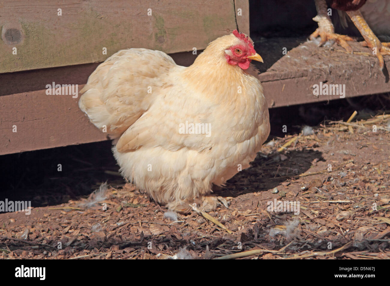 Bantam hen standing outside coupe. UK Stock Photo