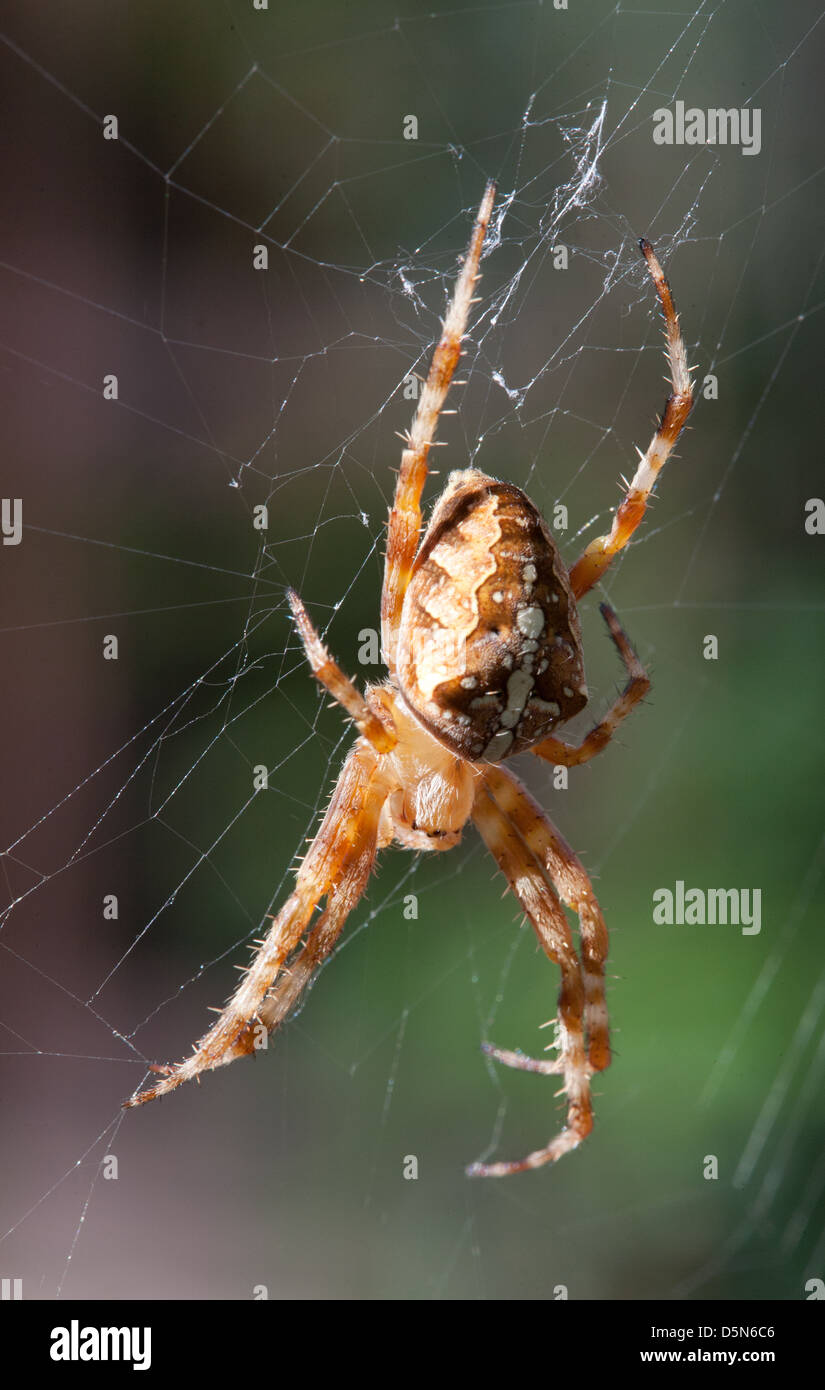 European Garden Spider (Araneus diadematus) close-up in net Stock Photo