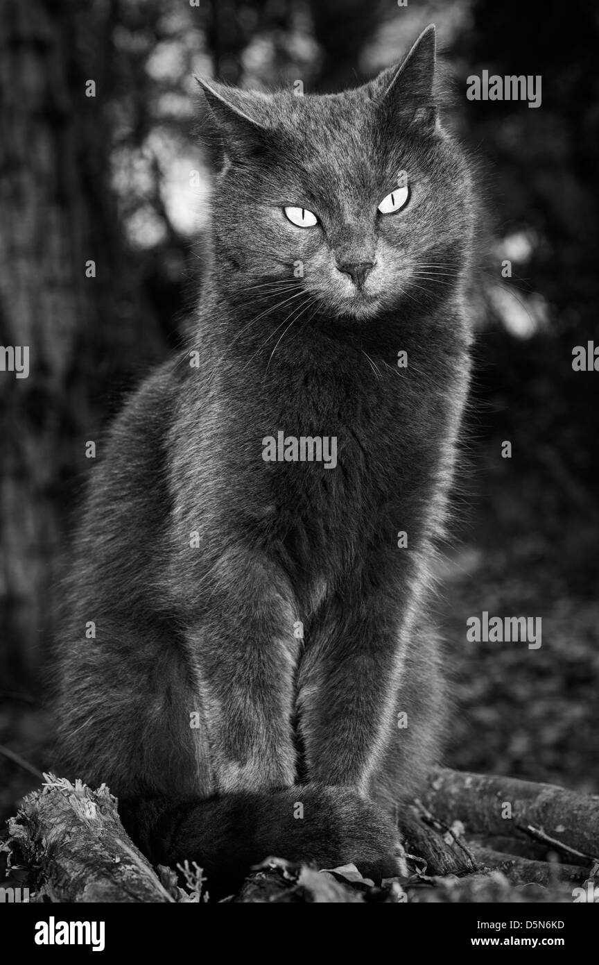 Winking cat Stock Photo