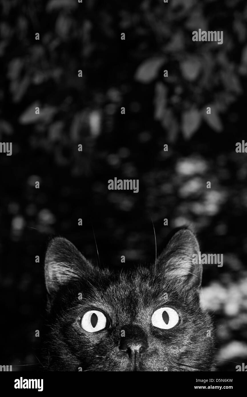 Black cat hunting hi-res stock photography and images - Alamy