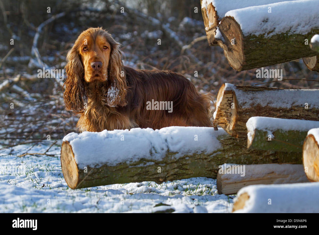 English Cocker Spaniel dog in forest in the snow in winter Stock Photo