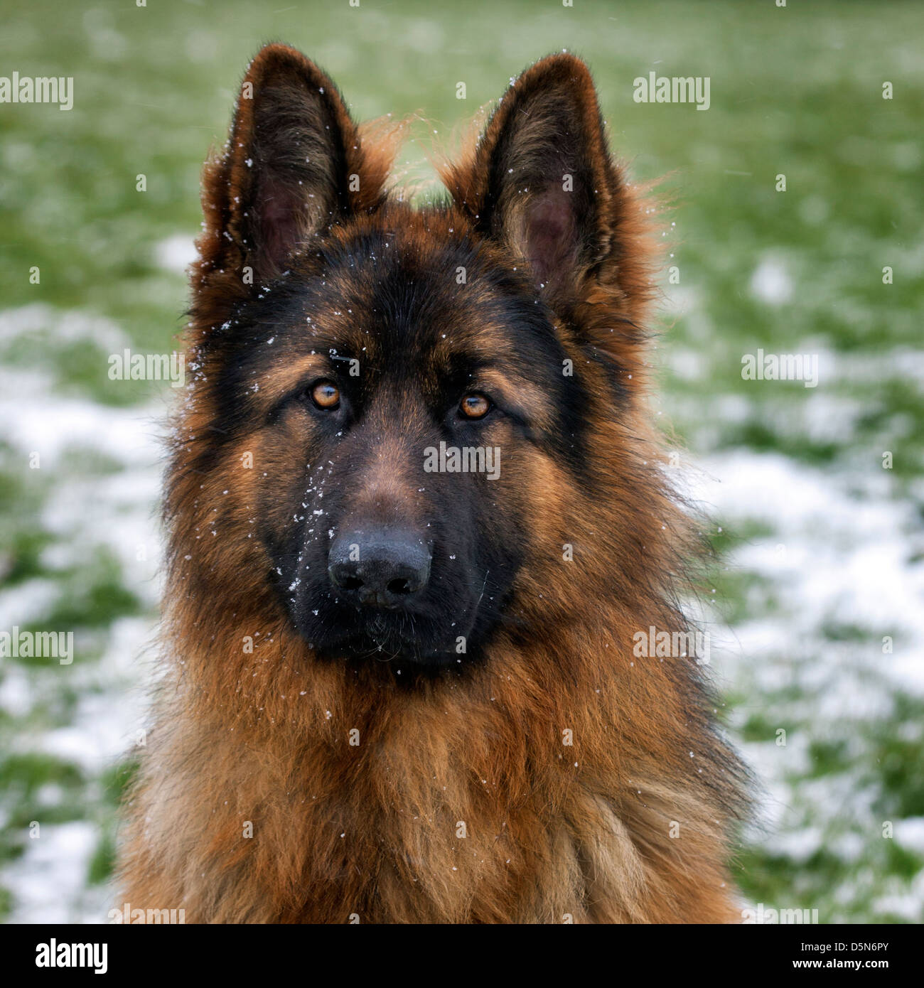 Alsatian / German Shepherd dog (Canis lupus familiaris) in garden during snow shower in winter Stock Photo