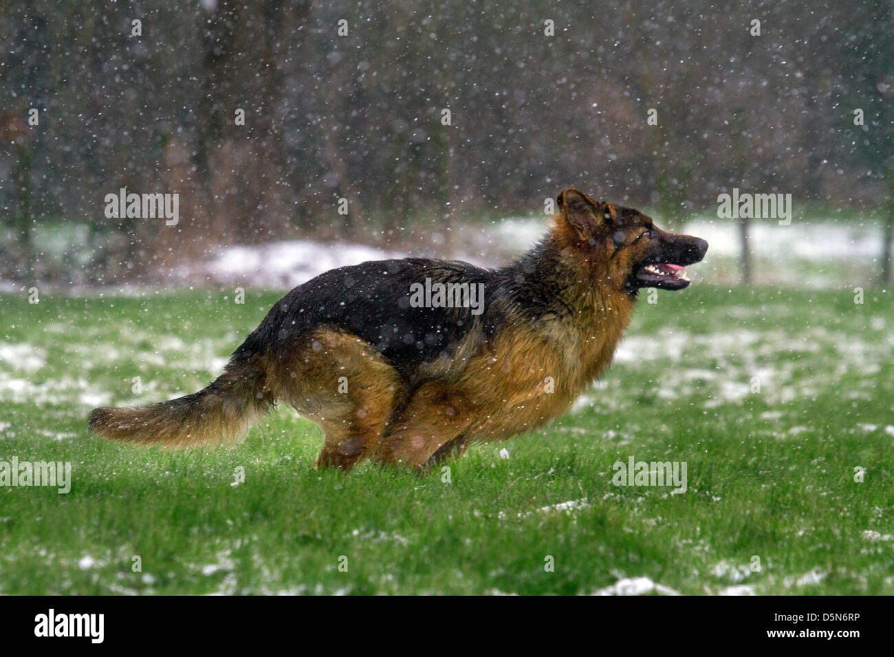 Alsatian / German Shepherd dog (Canis lupus familiaris) running in garden during snow shower in winter Stock Photo