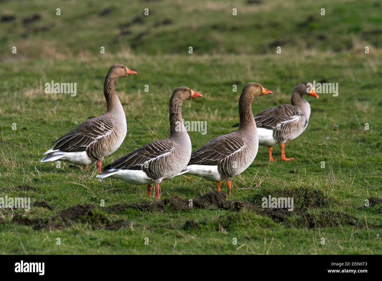 Greylag geese / graylag goose (Anser anser) flock foraging in meadow Stock Photo