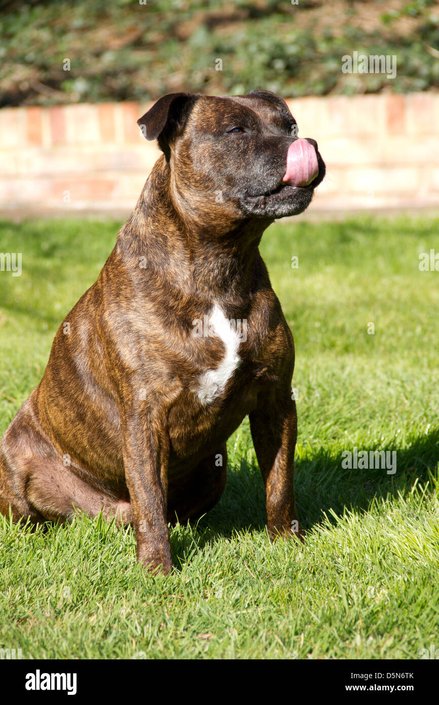 dog licking lips Stock Photo - Alamy