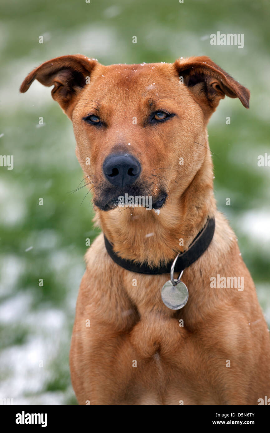 Mixed-breed dog (Labrador - Belgian shepherd dog / Malinois) in the snow in winter Stock Photo