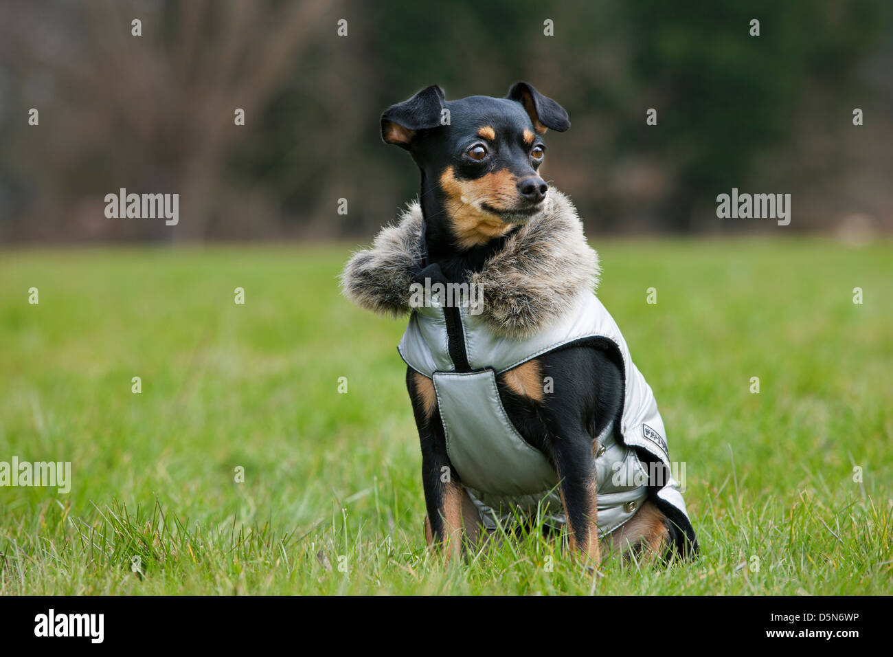 Miniature pinscher / zwergpinscher / min pin dog wearing coat in garden