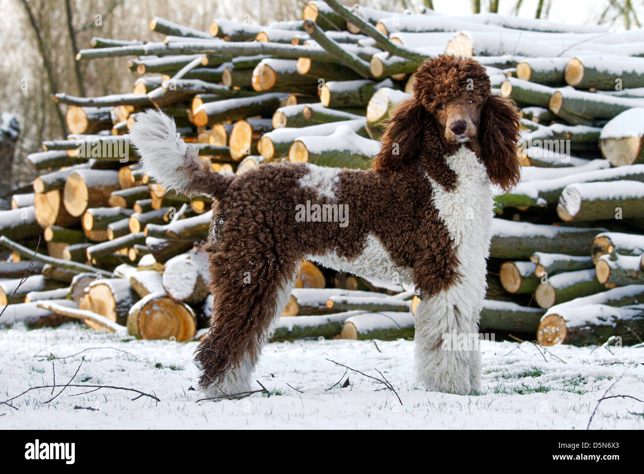 Standard poodle in the snow in winter Stock Photo